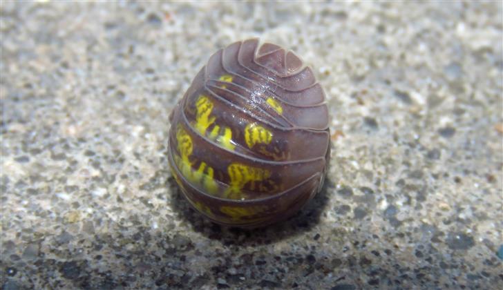 Armadillidiidae:  cfr. Armadillidium granulatum